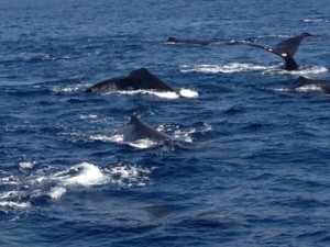 dolphin watching