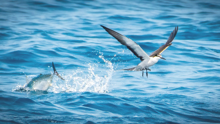 exotic fish and sea birds